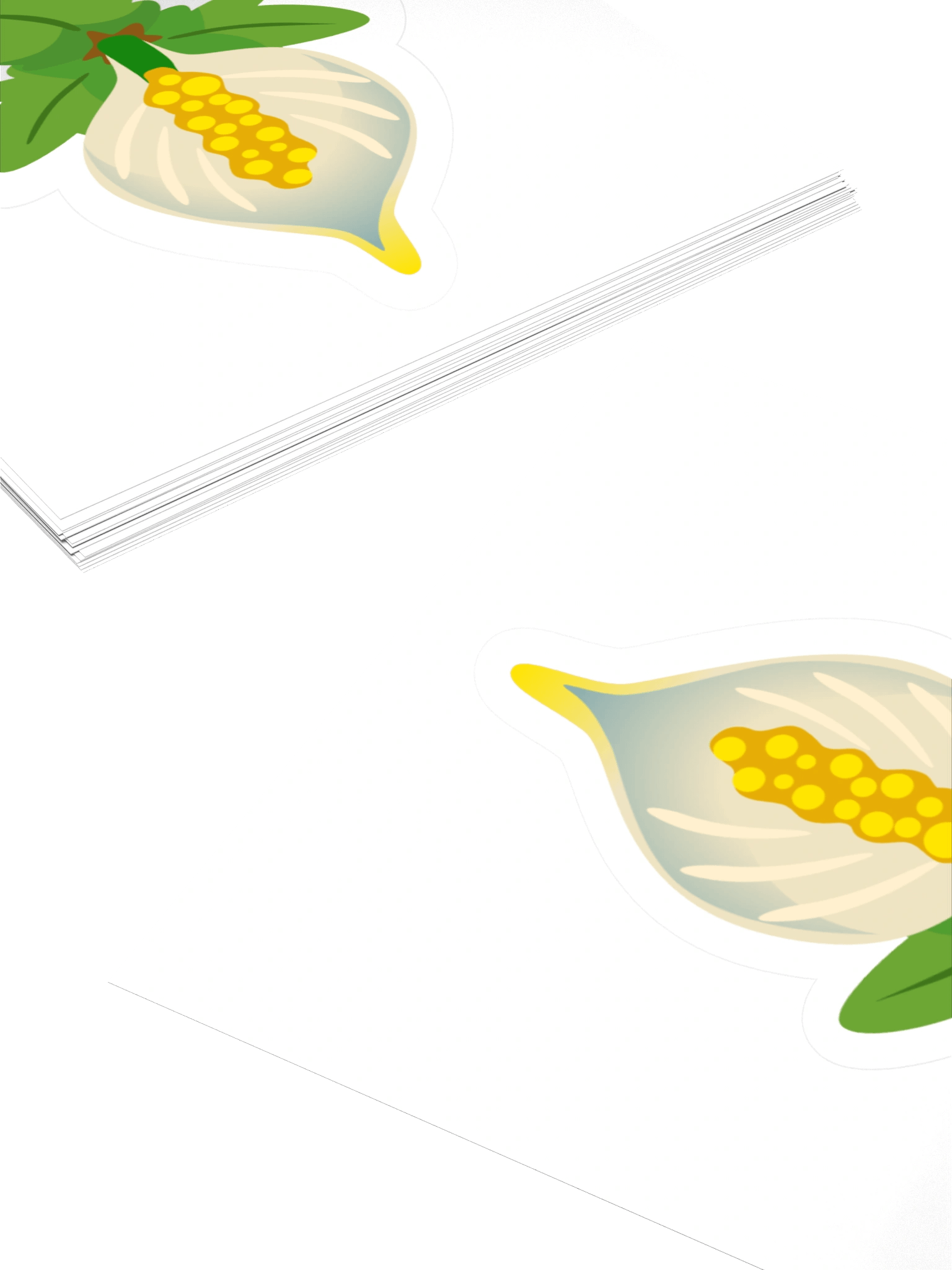 Lily product image (4)