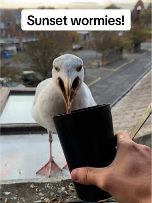 After all the crazy weather this week it was soo nice to get a calm night again with stevie ❤️ #fyp #foryou #seagull #feedingsteven #birds