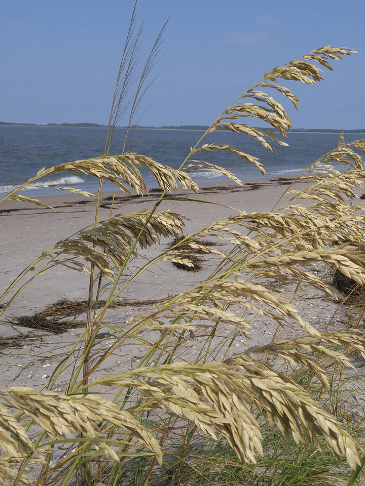 Beach Life product image (1)
