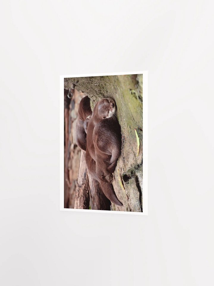 Sleeping Otters - Print product image (2)