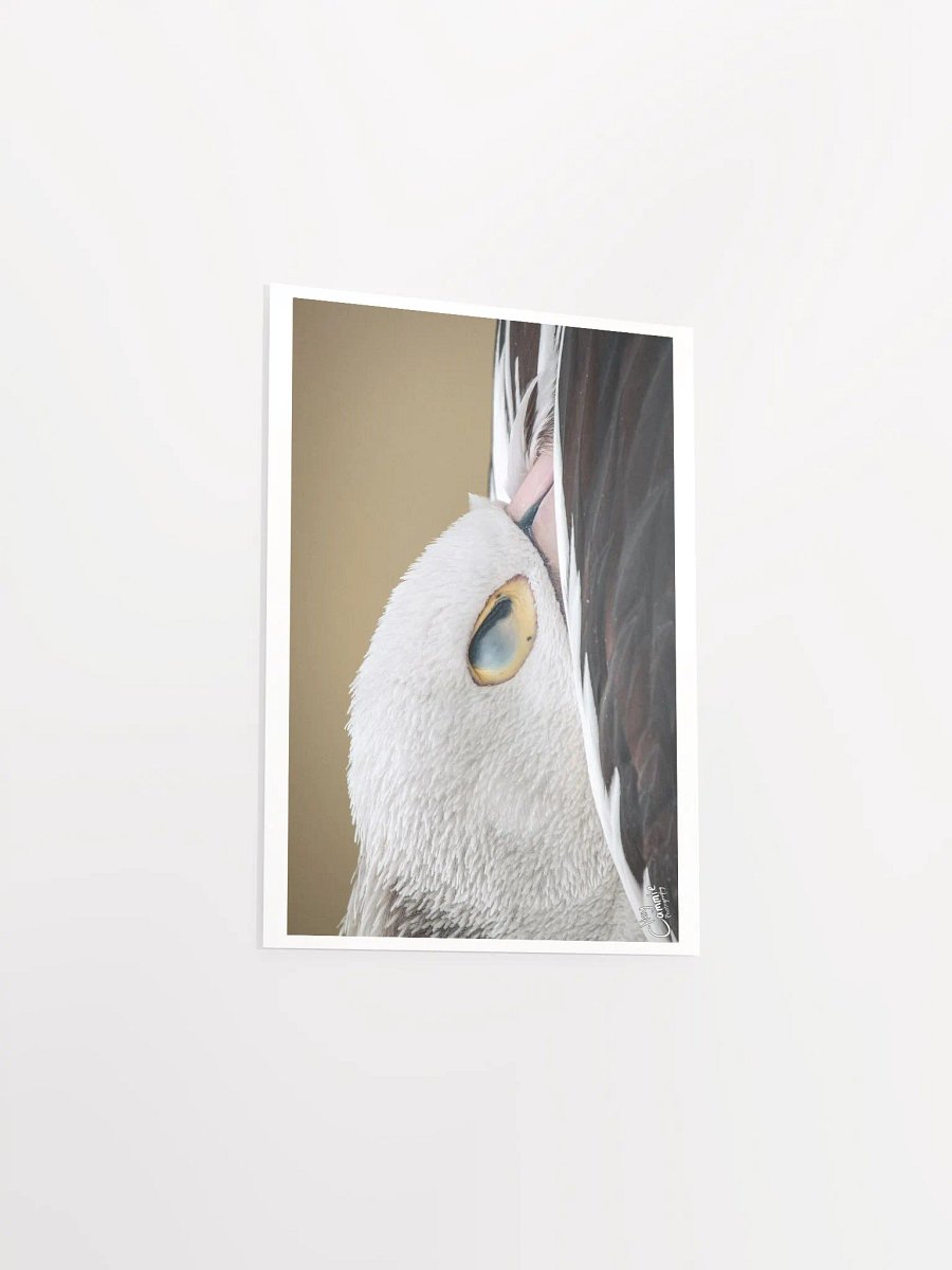 Pelicans Rest - Print product image (3)