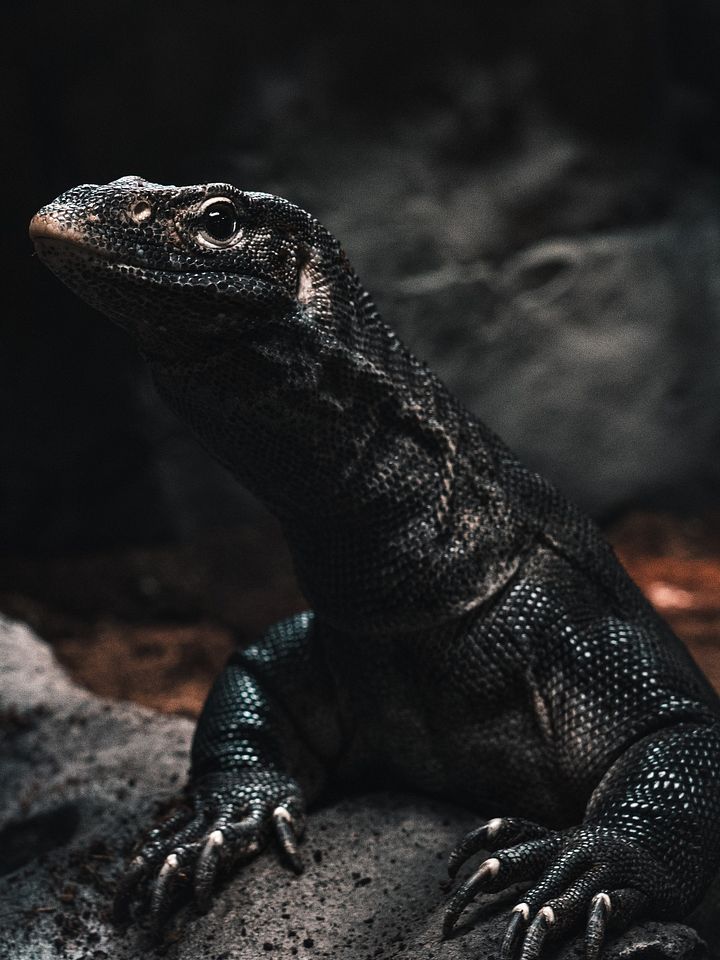 Melanistic Nile Monitor Perched product image (1)