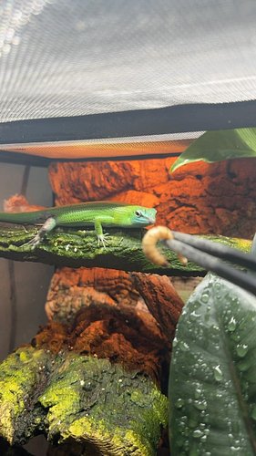 Check out Fiona my Emerald Tree Skink having a mid day snack! Super worms are their favourite (and the cronch is pretty satis...