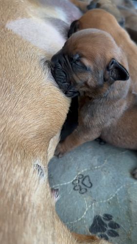 It’s a dog eats dog kinda world 🌍 around here 😂😂

🐾 
🐾
🐾
🐾
🐾
#mastiff #mastiffsofinstagram #mastiffgram #mastiffs #bullmastif...