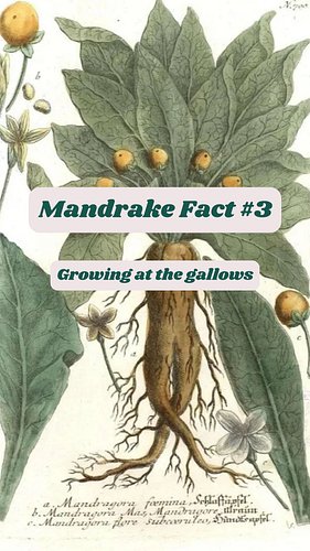 Yikes! Also, the mandrake likes a bright sunny area, despite what folklore tells you 😖

#plantschoolpodcast #plantpodcast #pl...