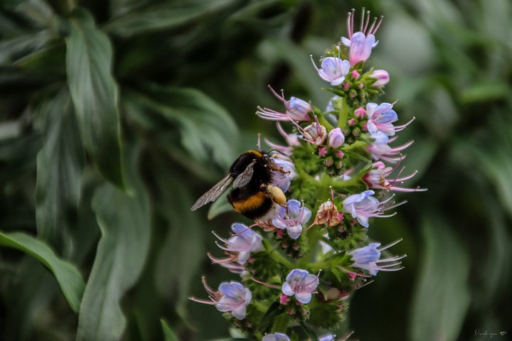Fine Art - The Alliance of Nectar product image (1)