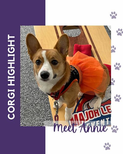 Baltimore Corgi Highlight:
Meet Annie, a 2 year old Pembroke Welsh Corgi! Her favorite activities are annoying her big brothe...