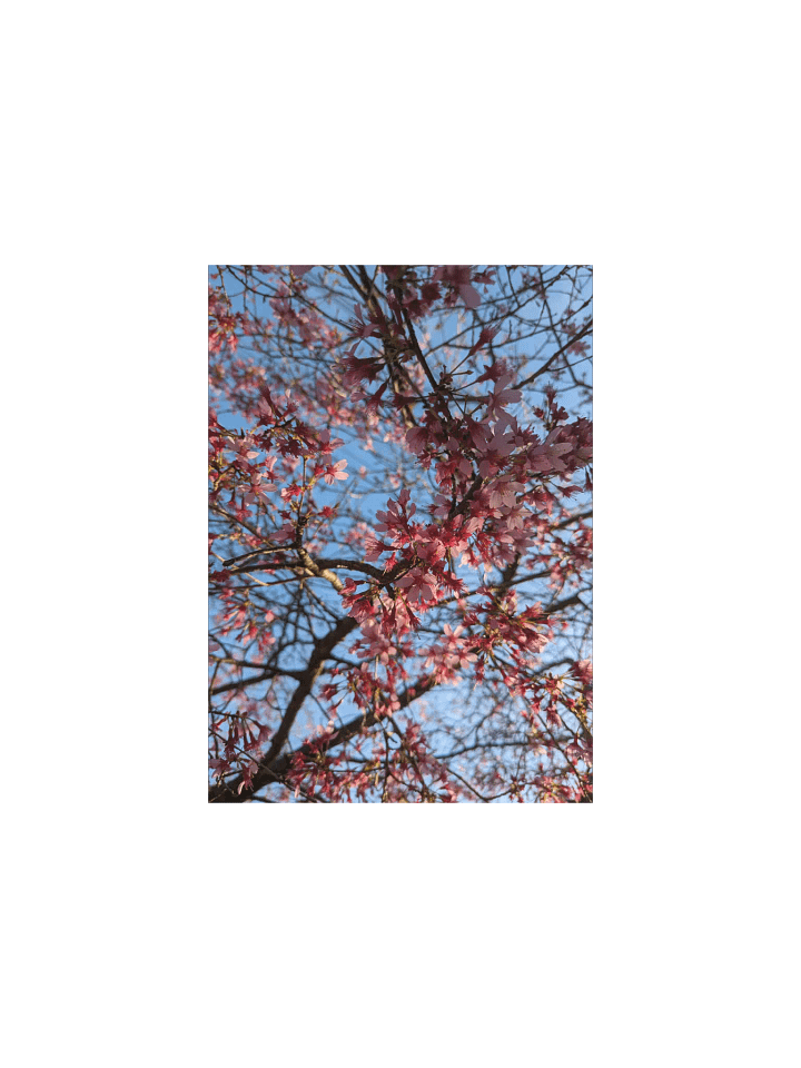 Baby Blossoms Poster product image (1)