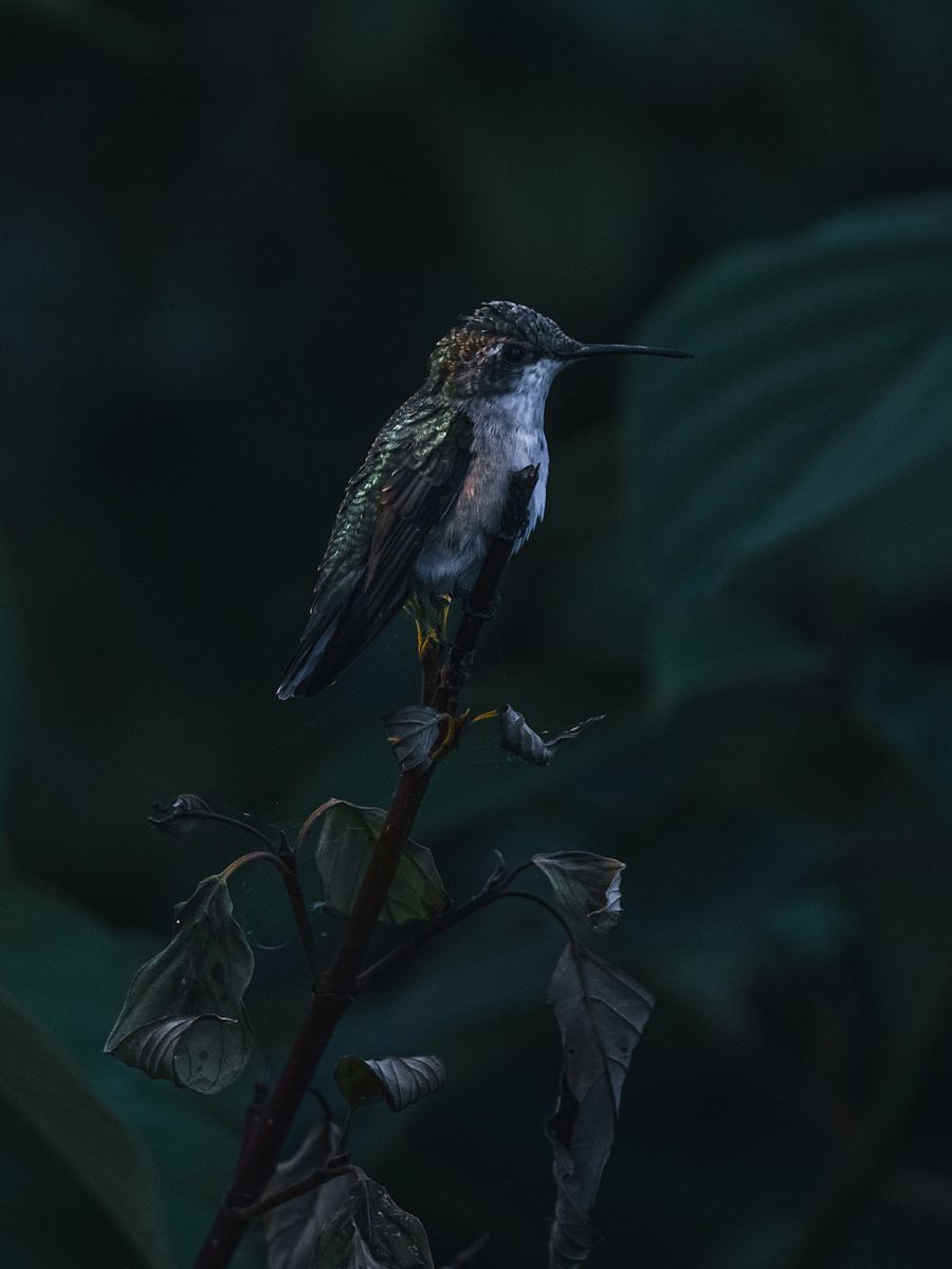 HummingBird Perched product image (1)