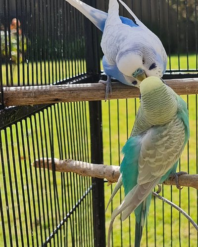 If you want to see the action head to: https://youtube.com/c/Chirpsalot

#budgielife
#birds #budgiegram #parakeets #parakeet ...