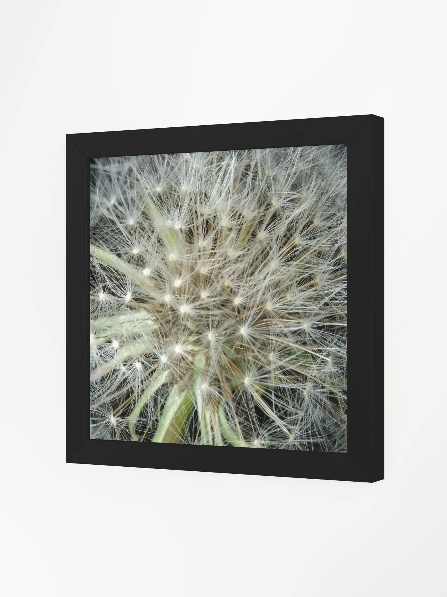 Dandelion #3 - Framed Print product image (2)