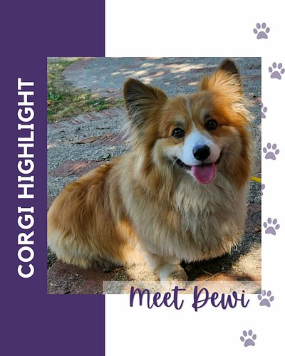 Baltimore Corgi Highlight:
Meet Dewi, a 5 year old fluffy Pembroke Welsh Corgi! His favorite activities are kayaking, hiking,...
