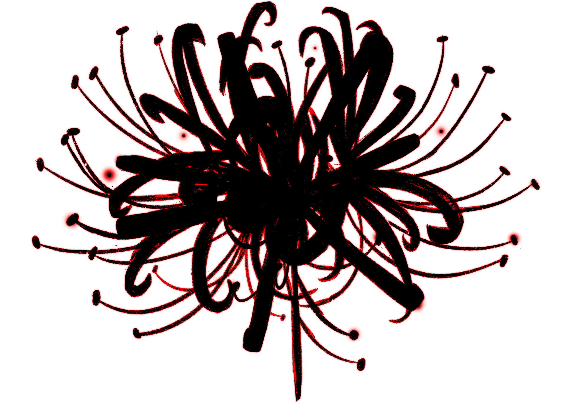 SPIDER LILY product image (5)