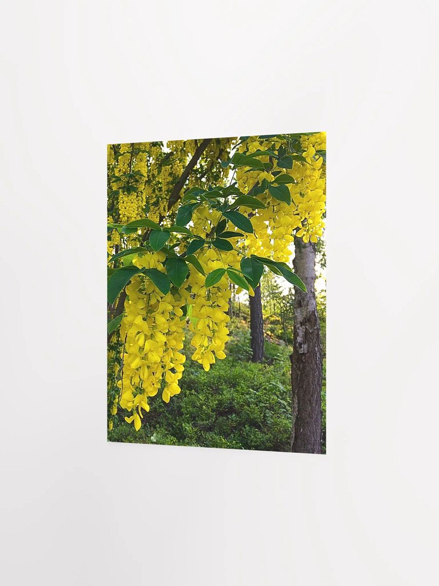 Golden Rain Flowers product image (2)