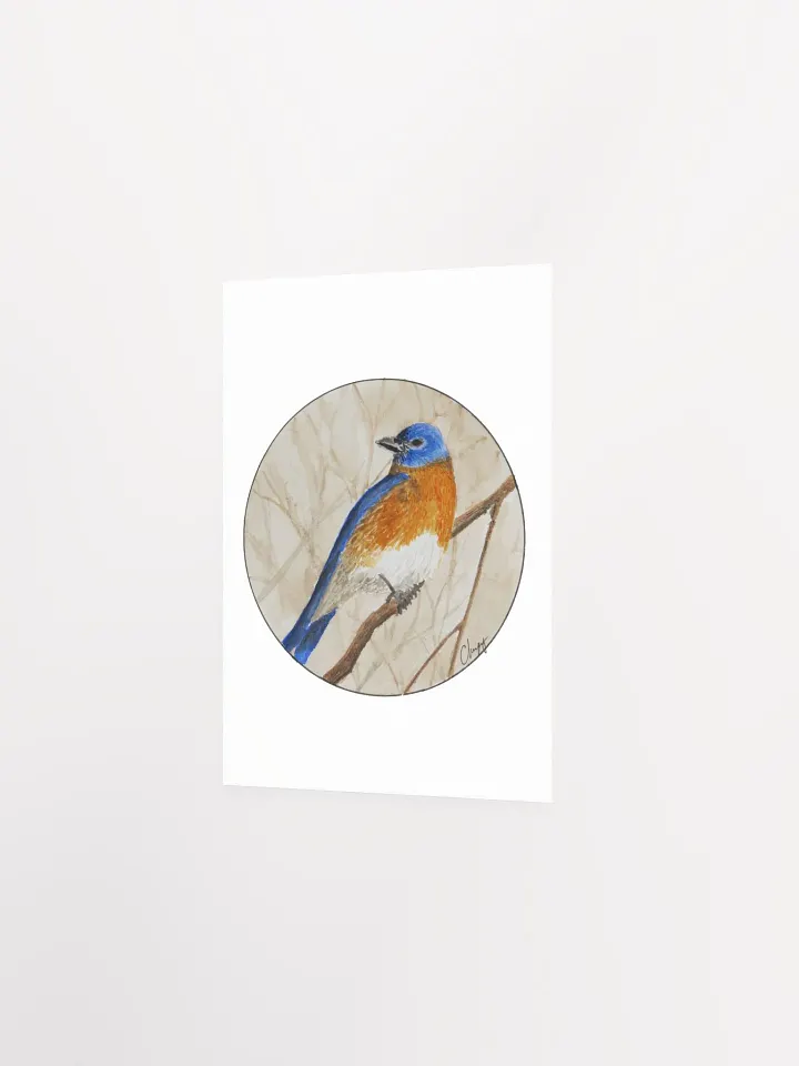 Eastern Bluebird print product image (2)
