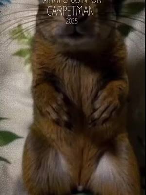 #carpetman #art #music #video #squirrel @carpetman.official 