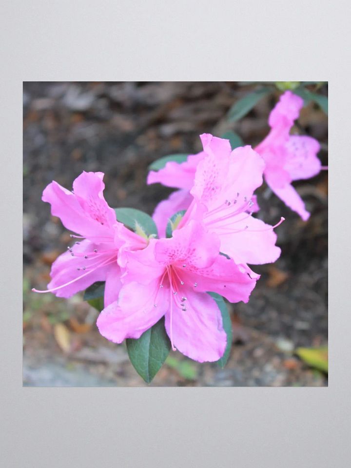 A Study in Flowers 1 - Sticker product image (1)
