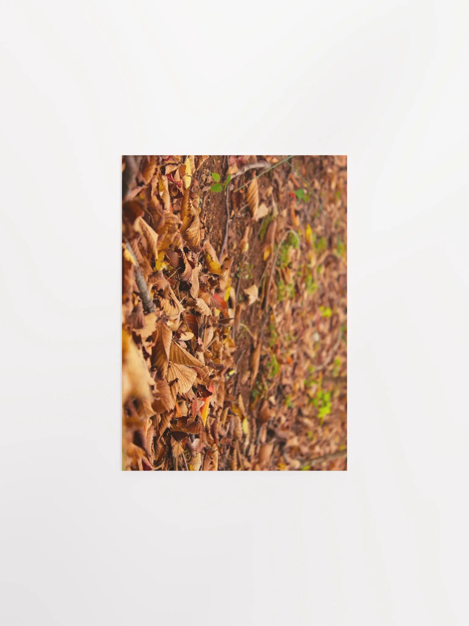 A Bed for Zagreus Dionysus product image (3)