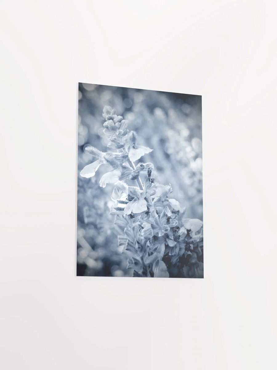 Wisteria 6 product image (41)