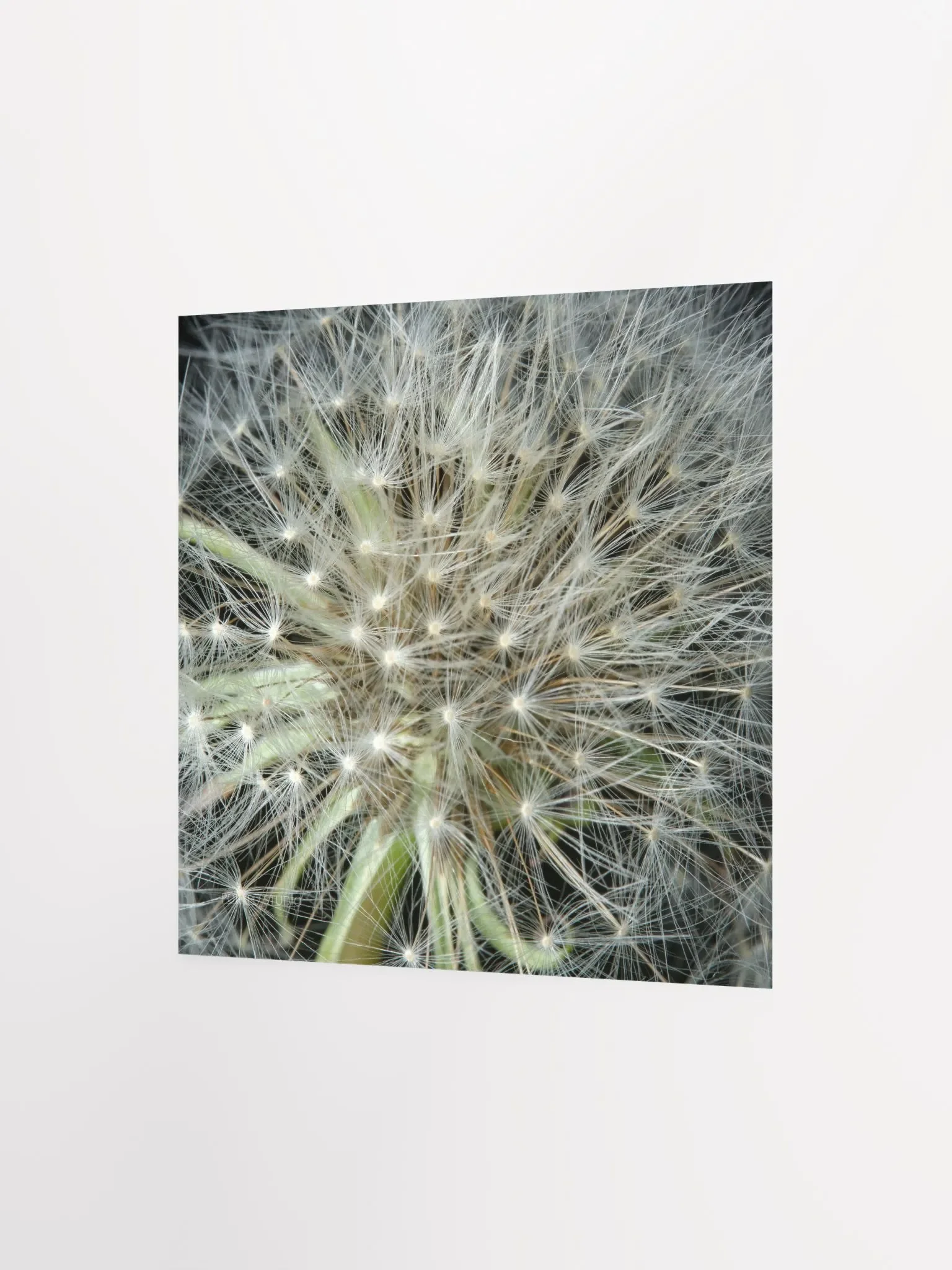 Dandelion #3 - Print product image (4)