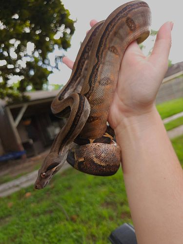 Winifred,  yearling Honduran Firebelly Boa 

#honduranboa #HonduranFireBelly #Boas #Boidae #bci #localityboa