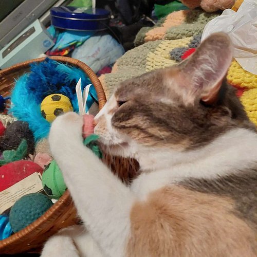 How catnip effects the innocent - first a sniff - then an uncontrolled craving - all leading to #worlddomination #lol