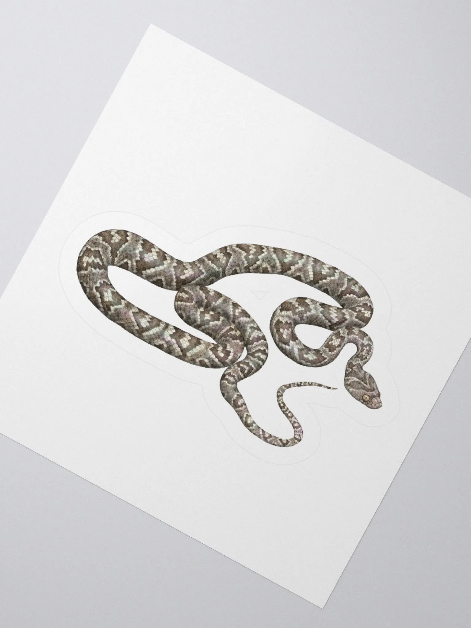 Die-Cut Sticker – Sonoran Lyresnake product image (2)