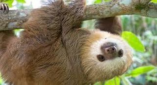 Fun fact, without sloths, we’d have no Avocados! 

#nowyouknow #knowledge #sloths #slothlove #slothlife #sloth #slothart #ani...