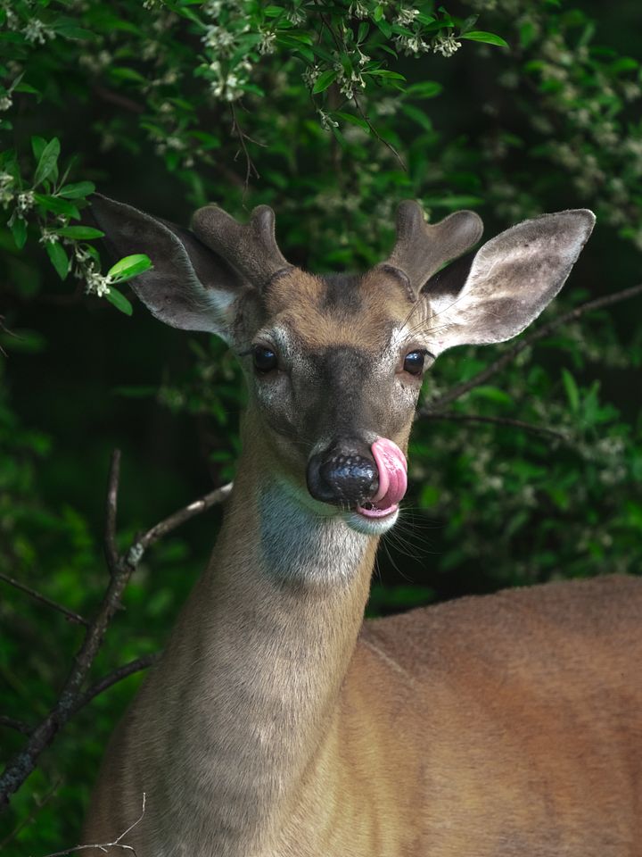 Deer Blem product image (1)
