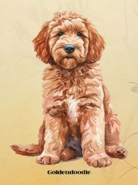 Goldendoodle product image (1)
