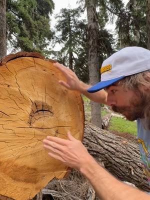 I'll post the last video concept eventually u feral animals <3 just have some silly ones in the cue first love y'all xoxoxo #AlpineConifer #HighElevation #NatureFacts #SnowPack #TreeRings #AlpineRegions #WinterSurvival #VerticalGrowth #TreeAdaption #ForestScience #KennyWild #NatureLovers #MountHood #Photosynthesis #TreeGrowth