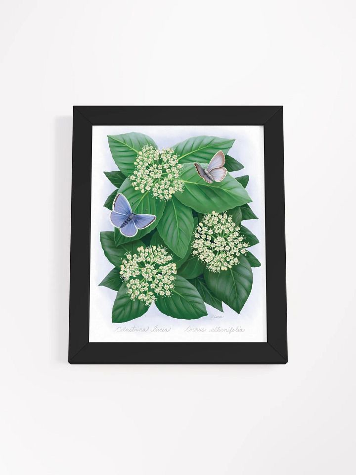 Northern Spring Azure Butterflies product image (8)