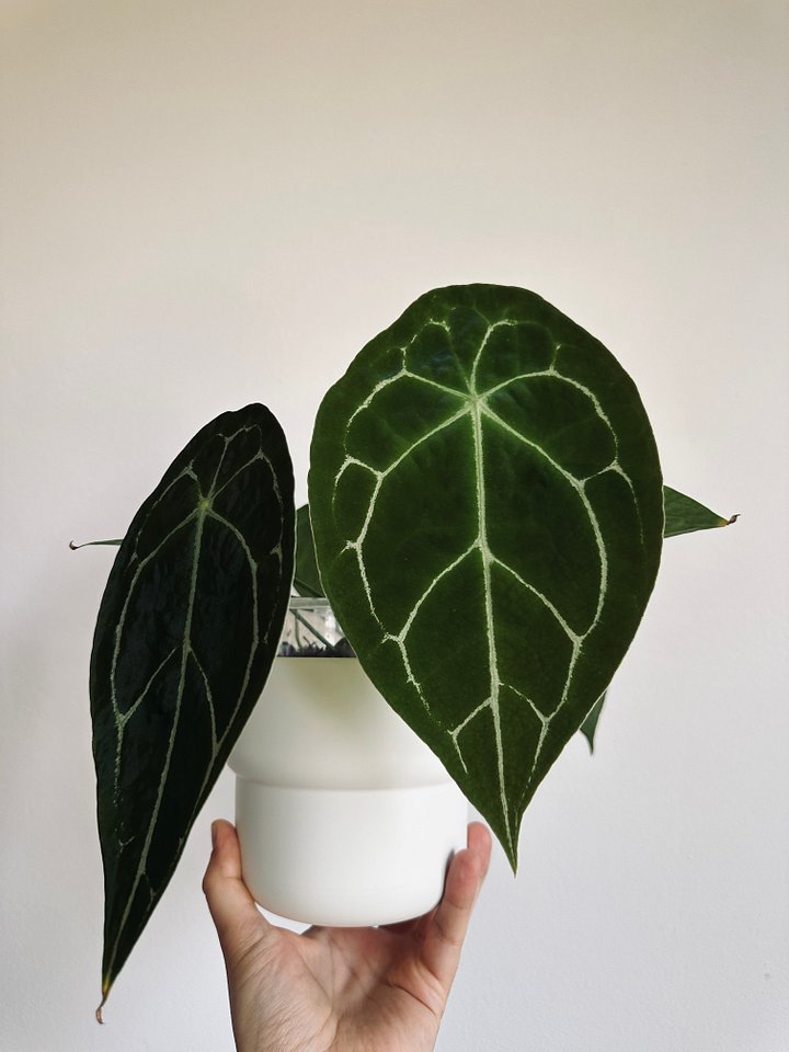 Anthurium Forgetii x self product image (1)