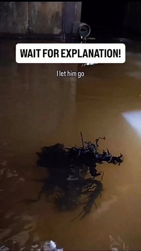 Panama Alien Explained