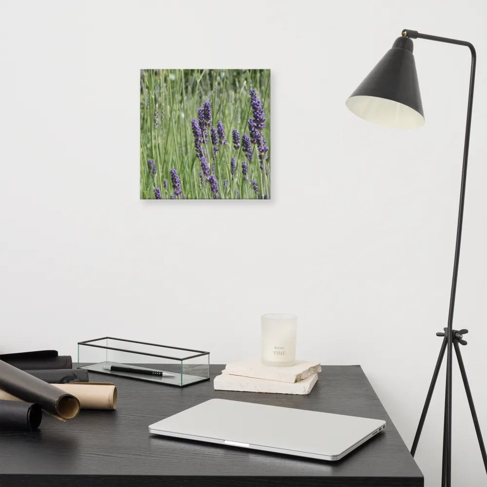 Field of Lavender product image (11)