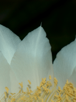 Night-Blooming Cereus Digital Wallpaper Set product image (1)