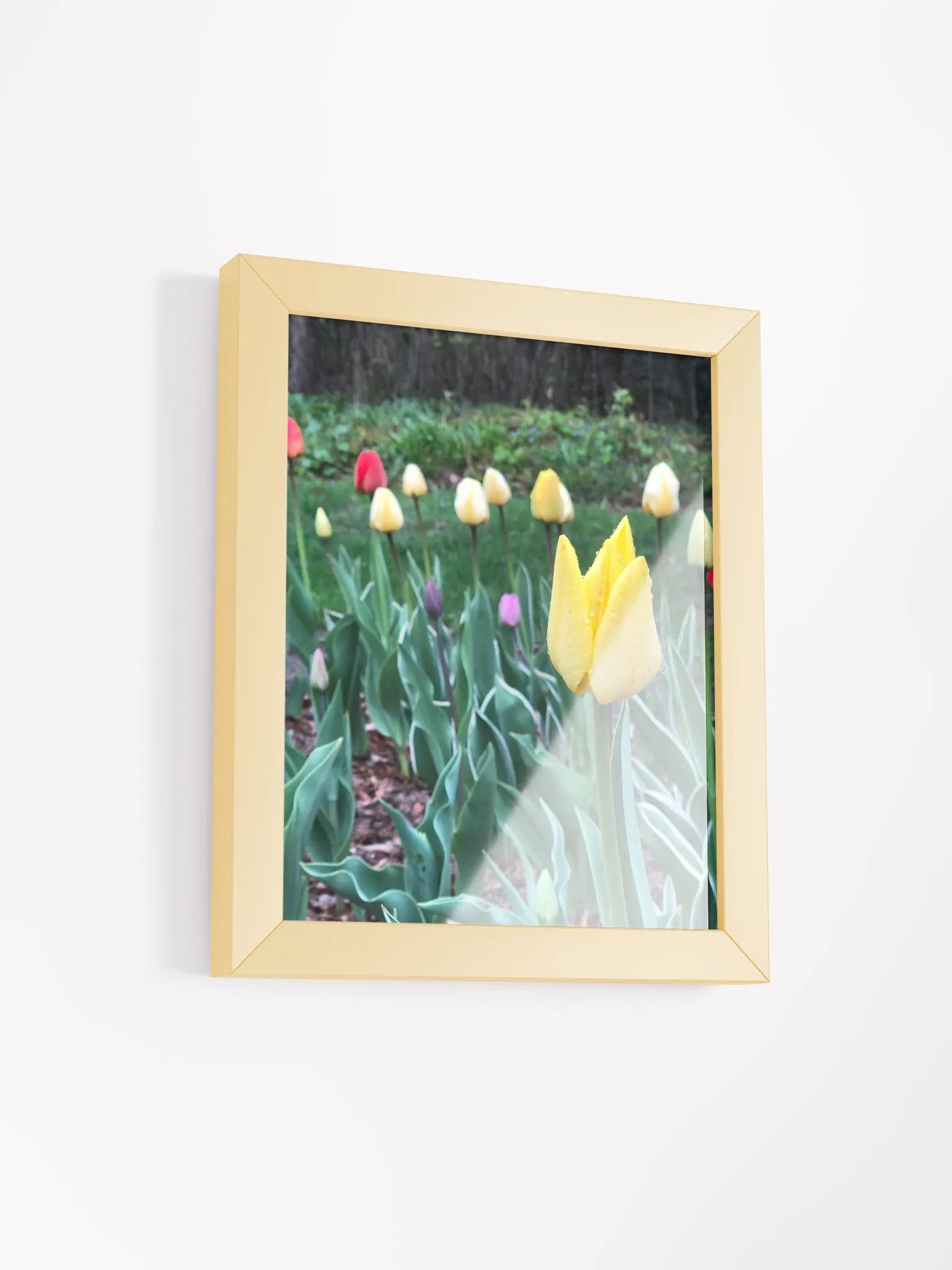 Tulips in the Rain High Quality Matte Poster product image (2)