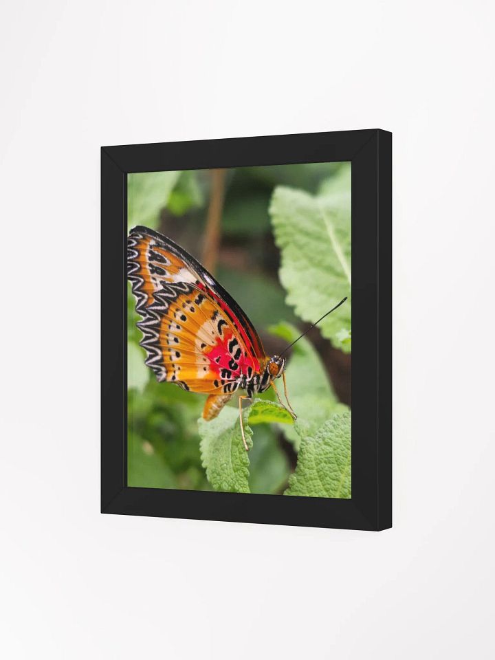 Lacewing Tropical Butterfly Matte Poster product image (1)