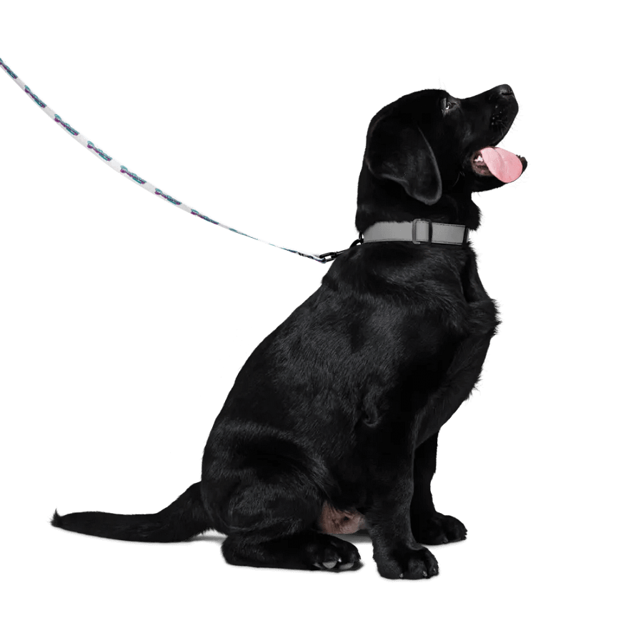 ASMR Destiny Pet Leash product image (2)
