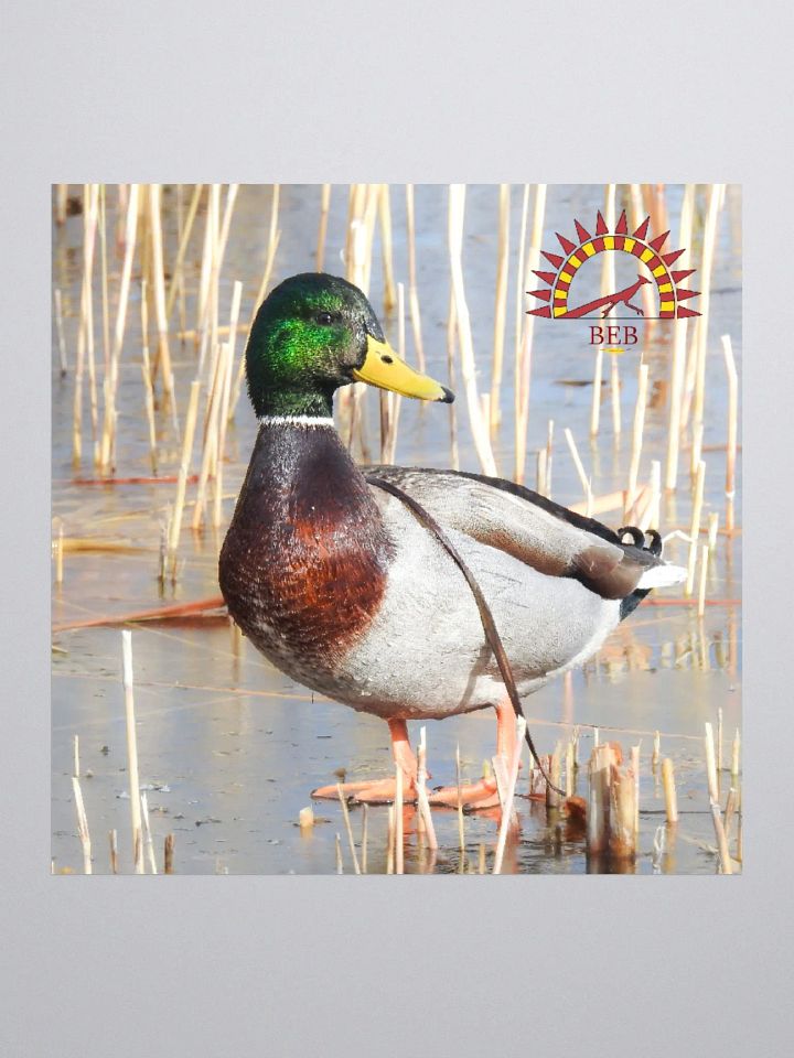 Bright-Eyed Birding Sticker (Mallard) product image (1)