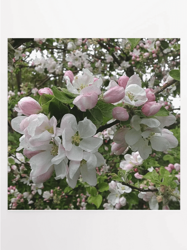 Apple Blossoms II product image (1)
