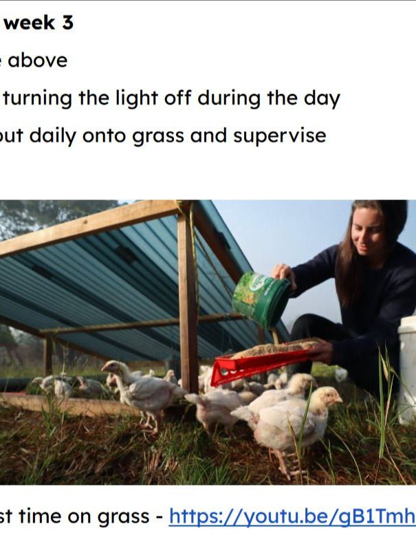 Beginners Guide to Raising Meat Chickens (PDF) product image (1)