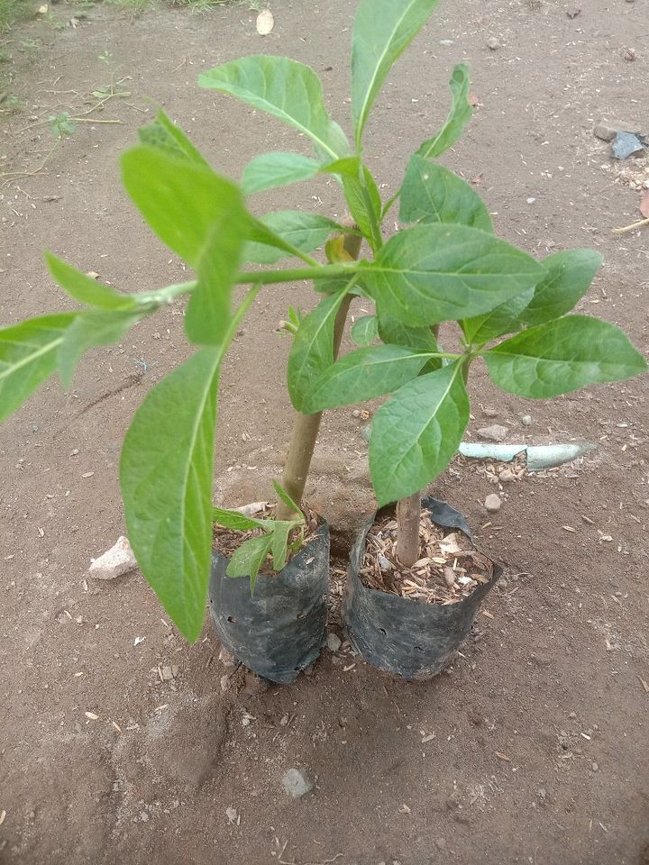 Tanaman daun afrika product image (1)