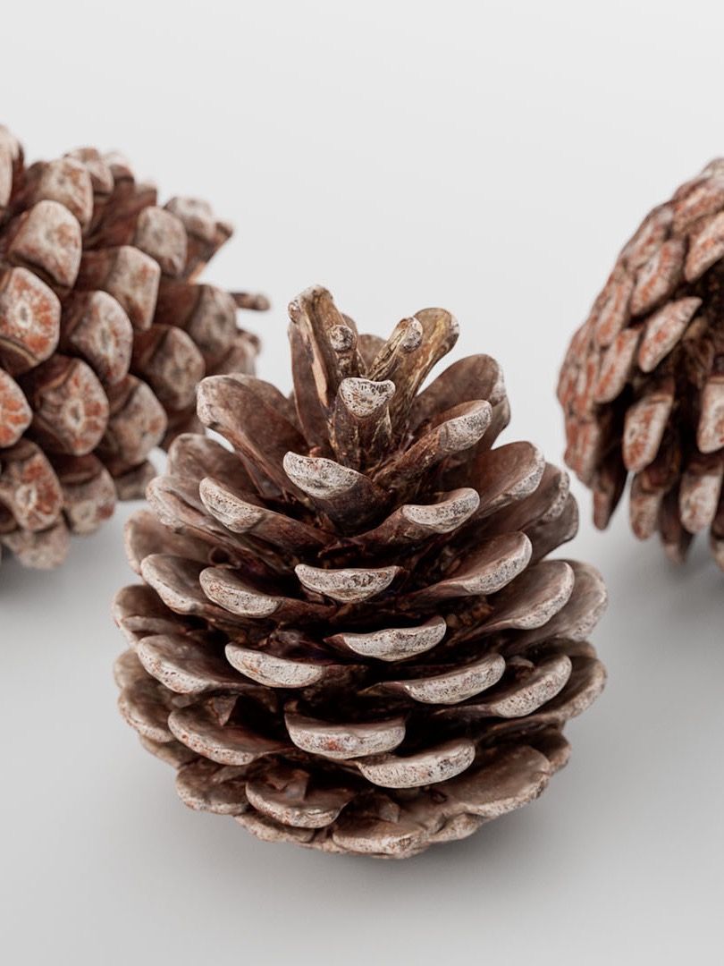 Pinecone - 3D Scan product image (1)