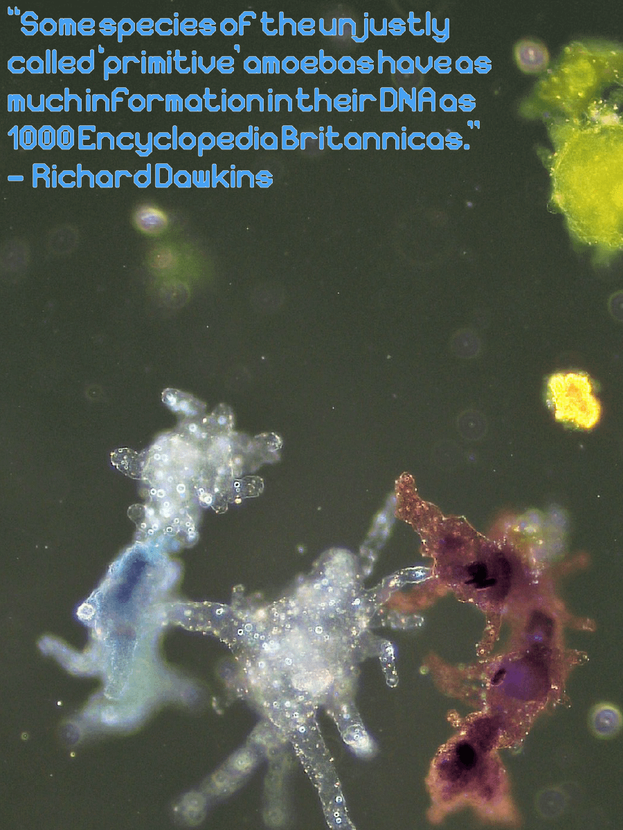 Sarcodina font product image (5)