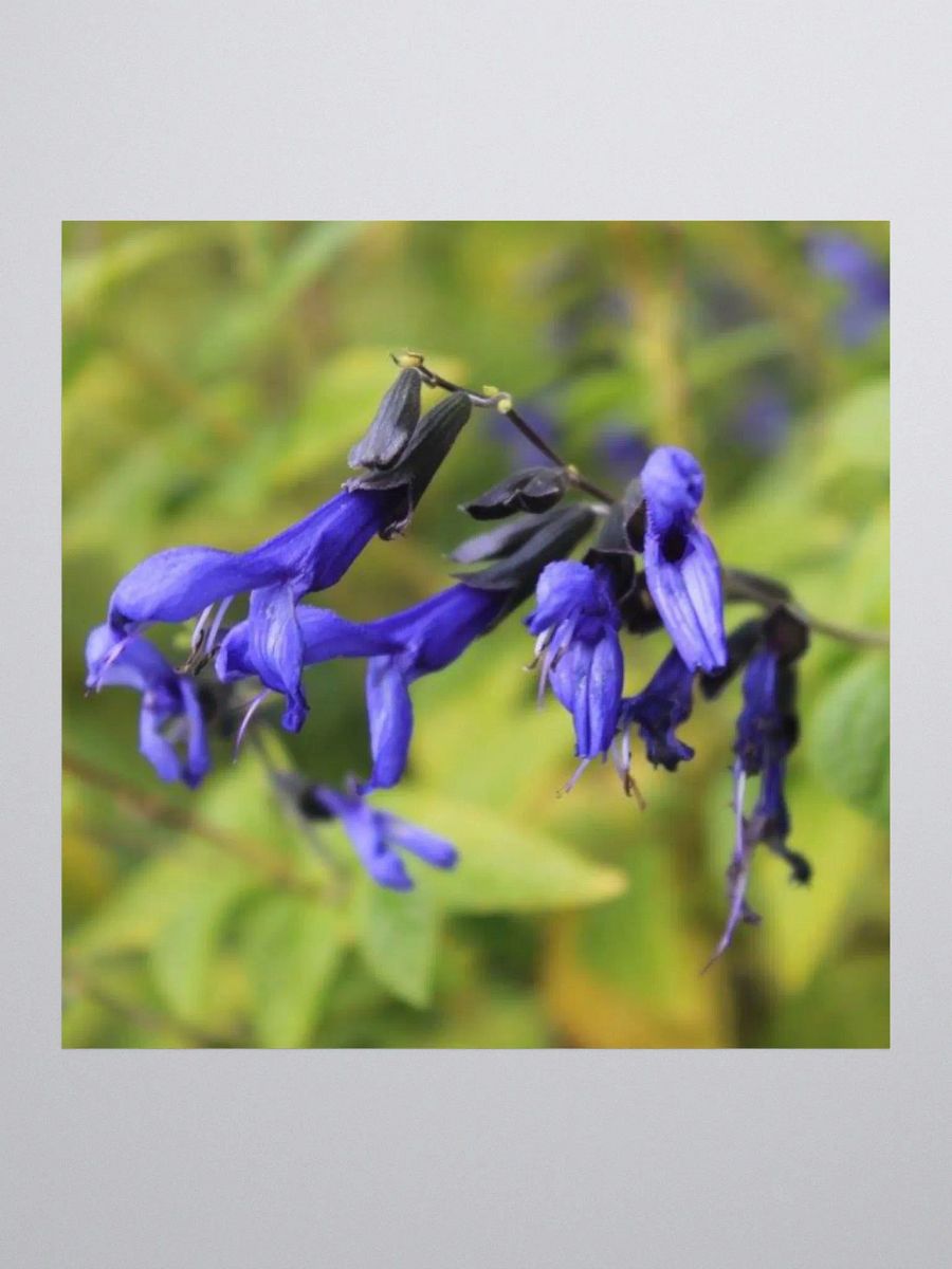 A Study in Flowers 3 - sticker version product image (1)