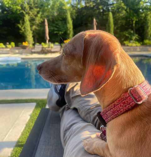 Autumn loves sunbathing ❤️