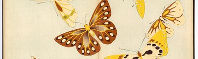 A Symphony of Wings: Kamisaka Sekka’s Chō senshu (One Thousand Butterflies)