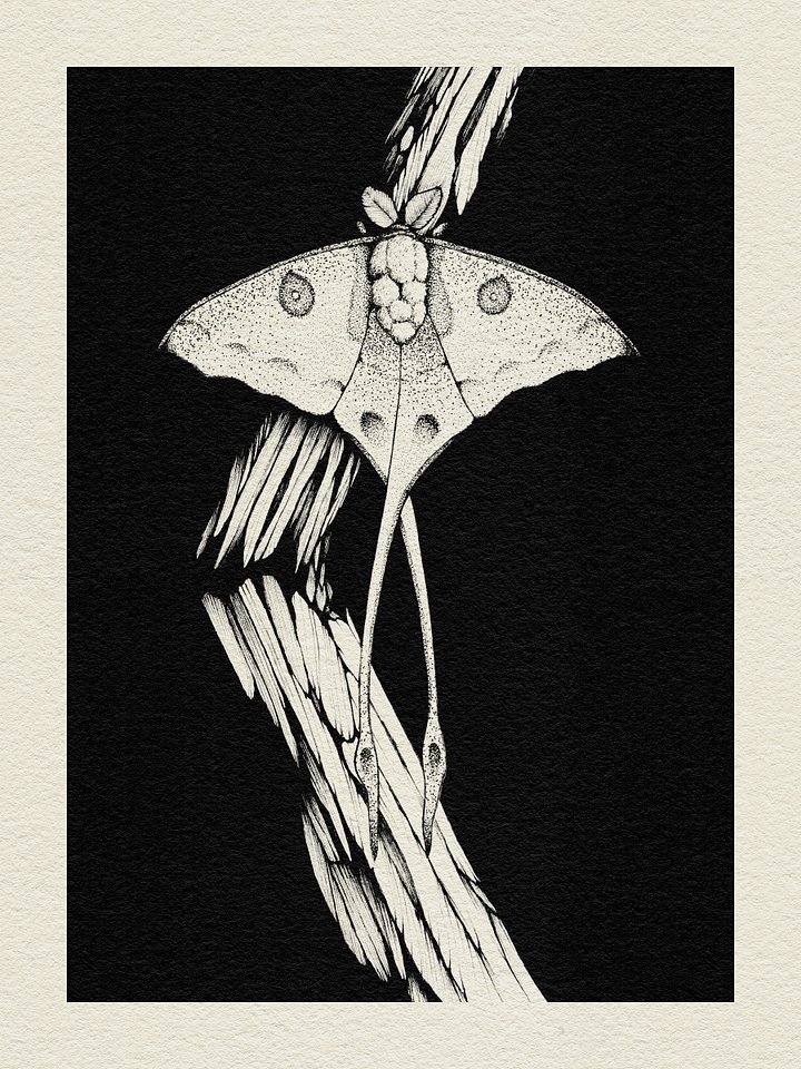 Moon Moth product image (1)
