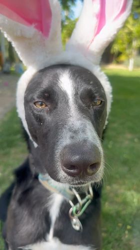 Hudson sat still just long enough for me to get a cute pic and this video 😅 Happy Easter! #dogstagram #dogsofinstagram #shelt...